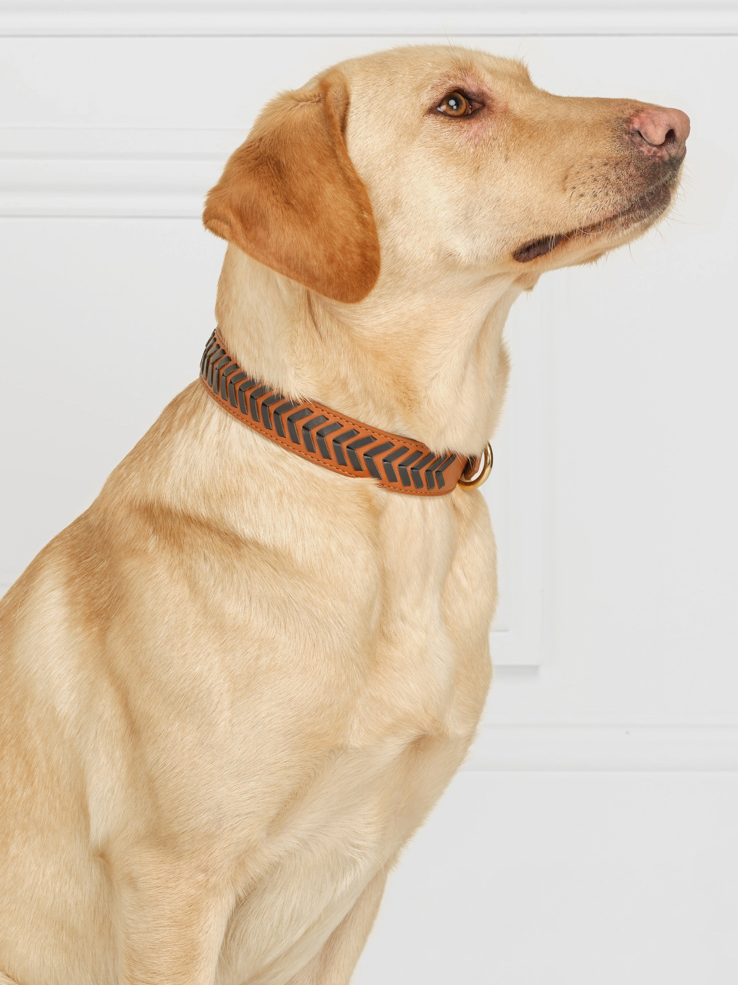 Tetbury Dog Collar - Tan & Navy