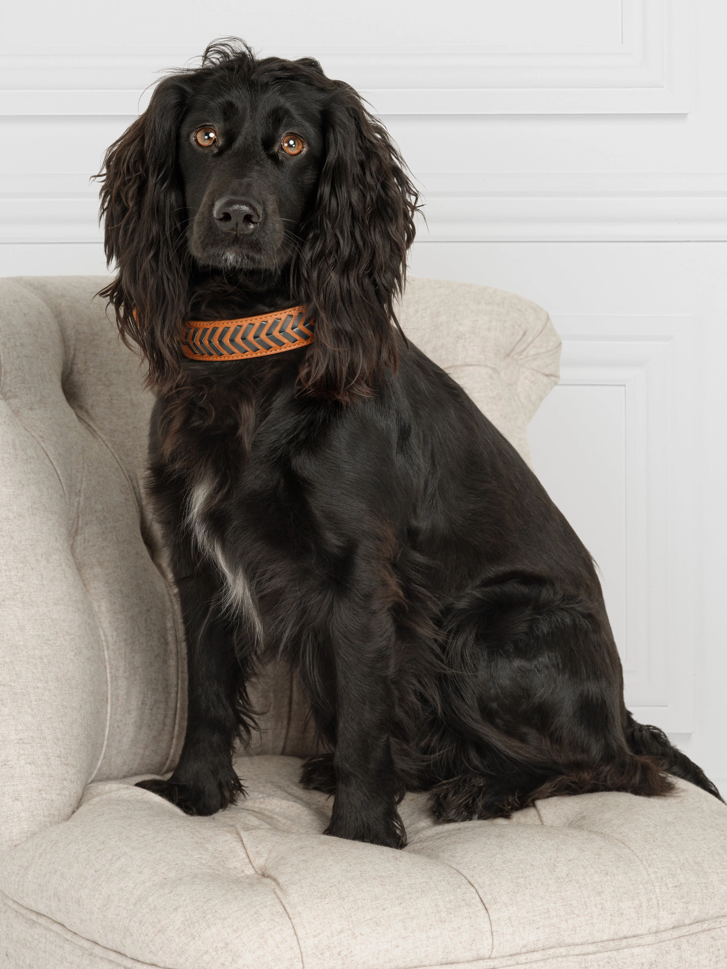 Tetbury Dog Collar - Tan & Navy